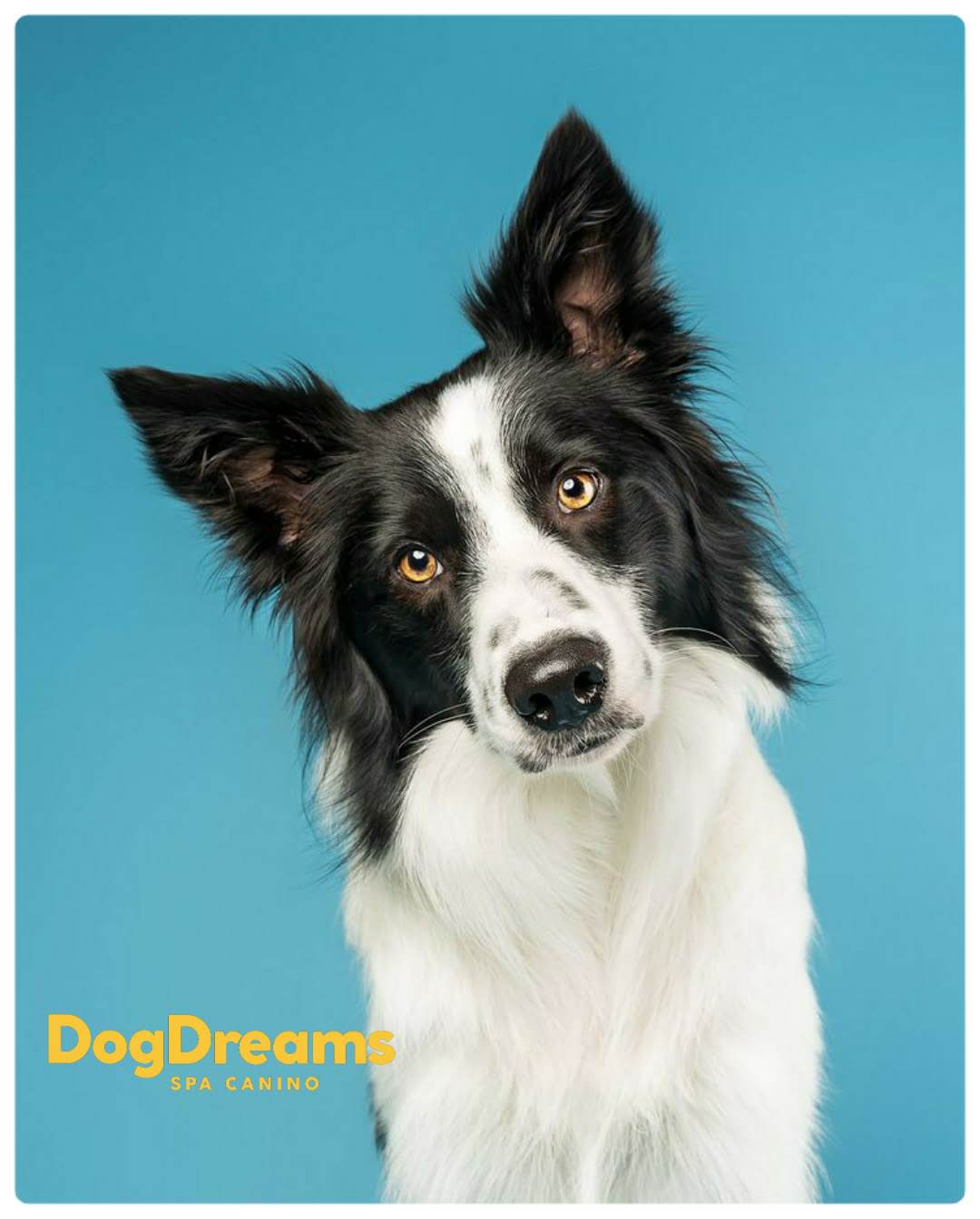 Perro cliente de DogDreams