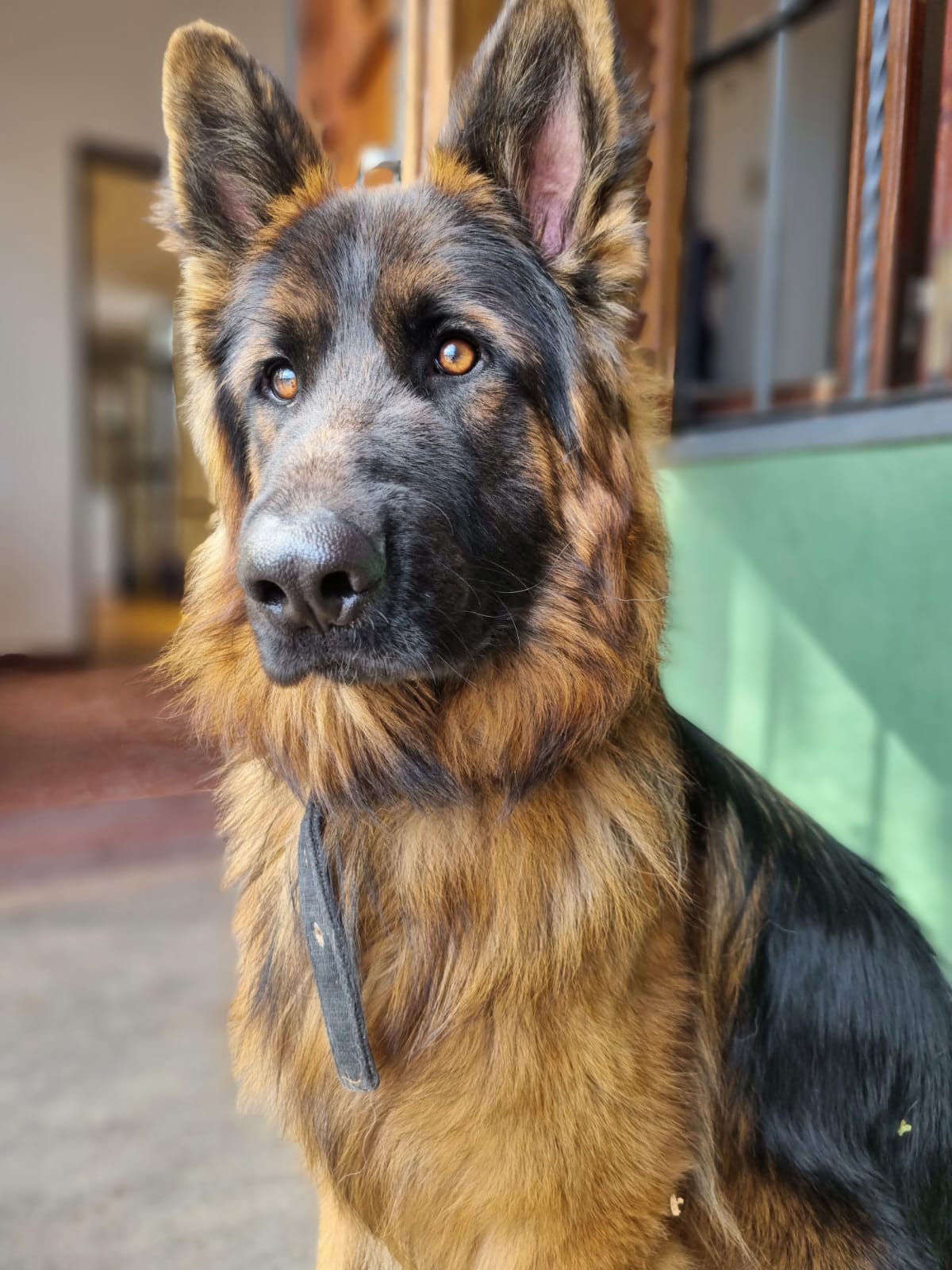 Perro cuidado por DogDreams