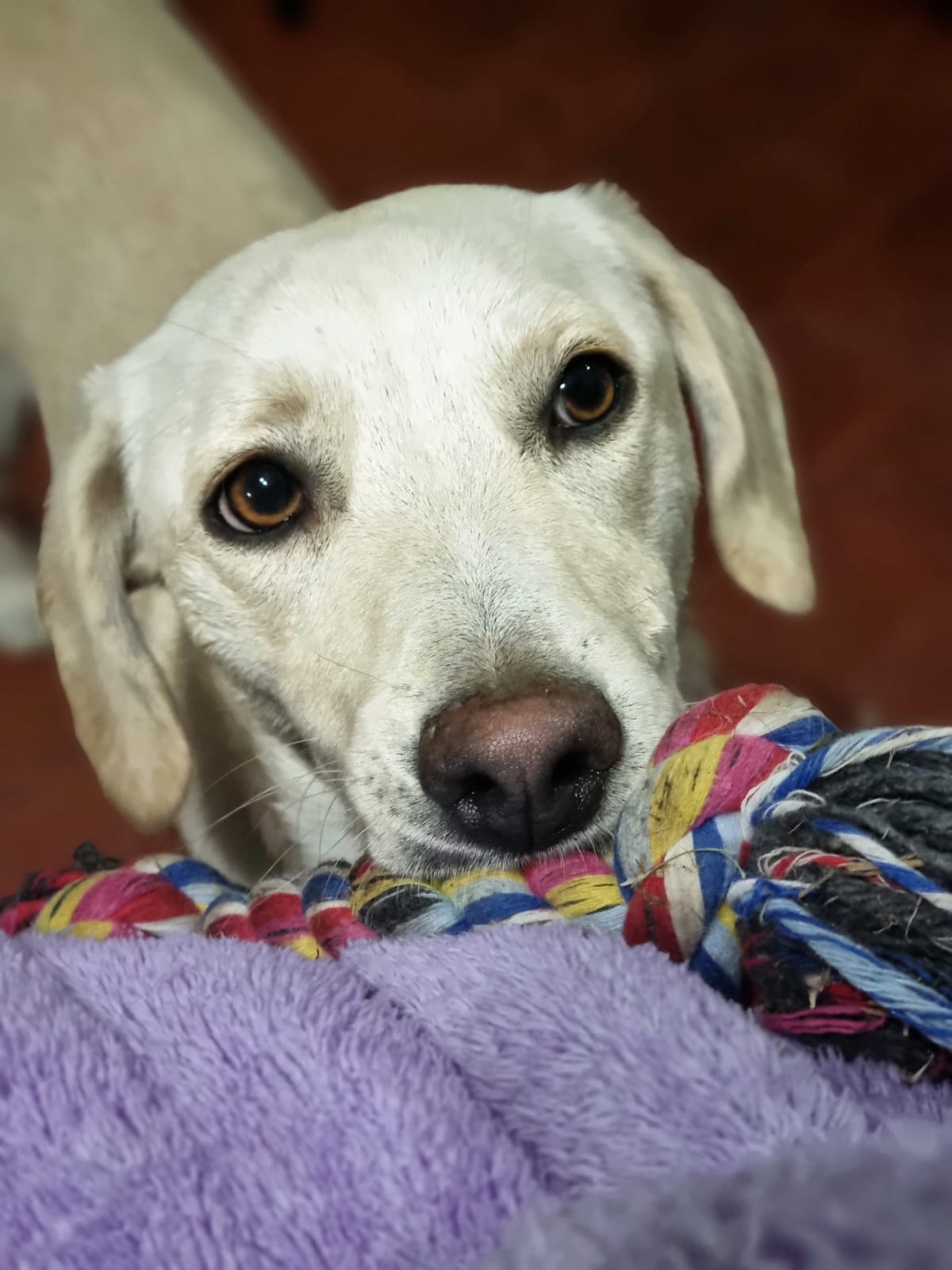 Mascota en DogDreams