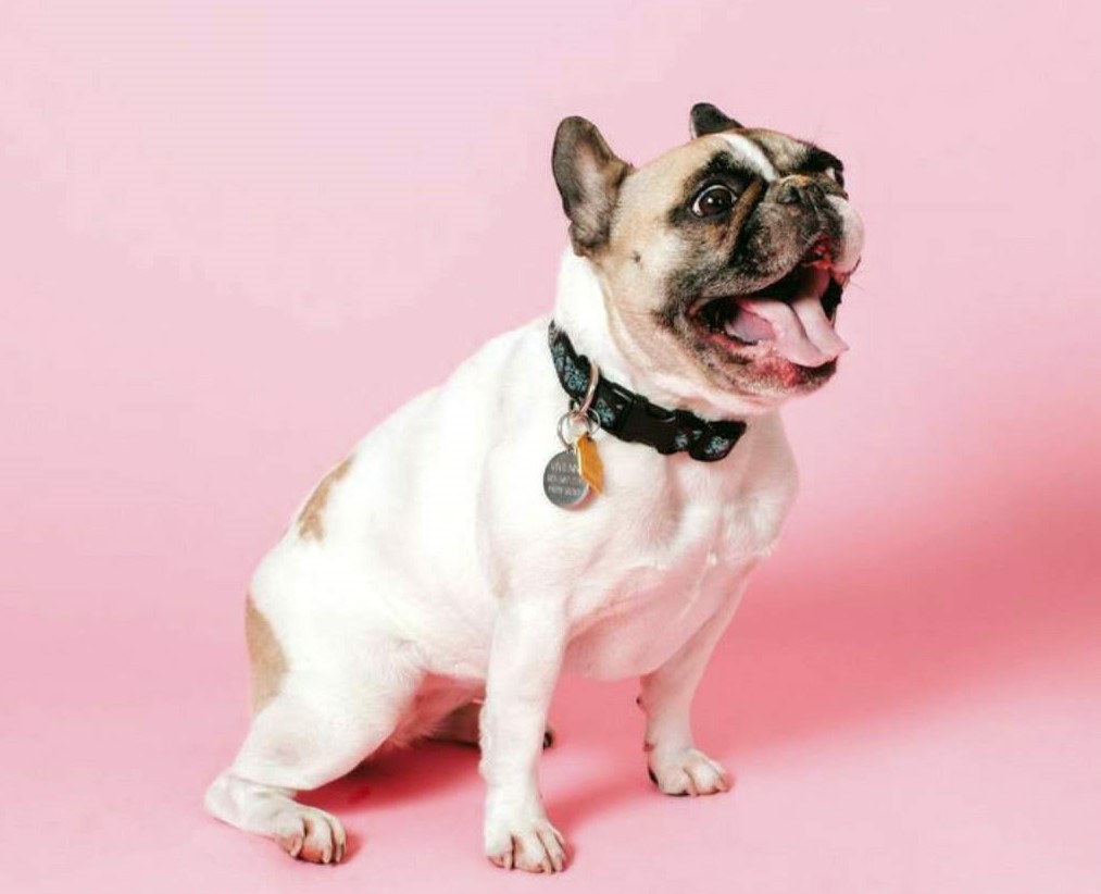 Colegio canino