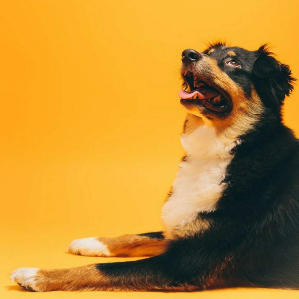 Guardería para mascotas