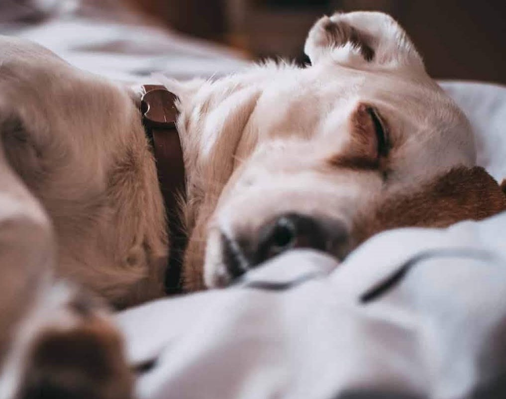 Hotel para perros
