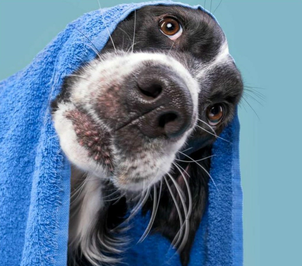 Peluquería canina DogDreams